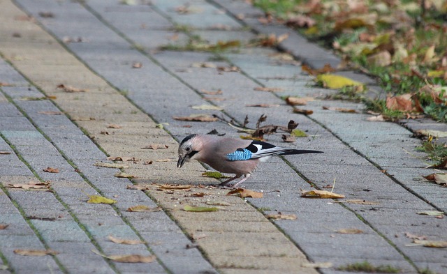 Anuno Anuno